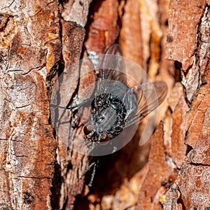Black fly on a pine tree back