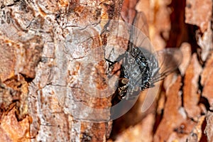 Black fly on a pine tree back