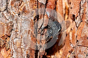 Black fly on a pine tree back