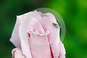 Black fly on pink rose flower bud in garden