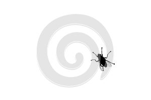 Black fly silhouette on white background isolated closeup, diptera bloodsucking insect design, protection against insect sign photo