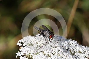 Black fly sits on white flowers of a plant