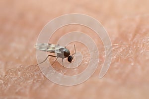 Black fly sucking blood on human arm photo