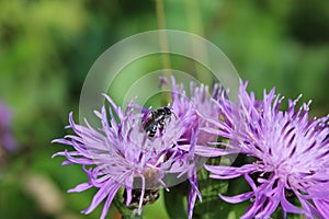 Nero Come vespa sul viola fiore 