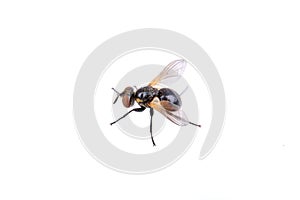 Black fly on a white background