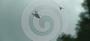 A black fly with wings in contrast with the blurred background creates a distressing atmosphere