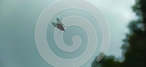 A black fly with wings in contrast with the blurred background creates a distressing atmosphere