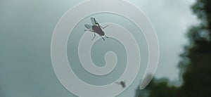 A black fly with wings in contrast with the blurred background creates a distressing atmosphere