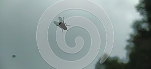 A black fly with wings in contrast with the blurred background creates a distressing atmosphere