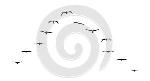Black flying birds flock silhouette. Flat vector illustration isolated on white