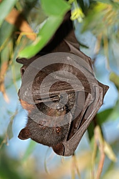 Black flying-fox