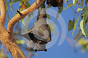 Black flying-fox