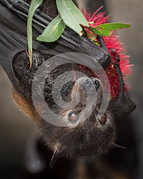 Black Flying Fox Bat With Bottlebrush Flower