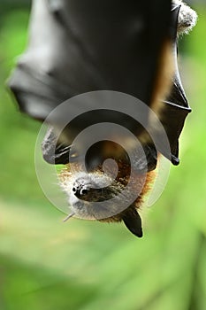 Black flying fox fruit bat