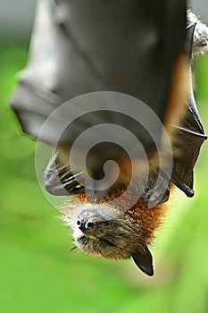 Black flying fox fruit bat