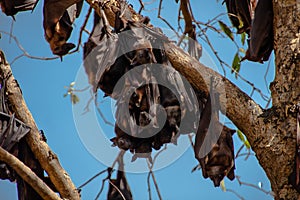 The roosting black flying fox or black fruit bat Pteropus alecto in Nitmiluk National Park, Northern Territory, Australia photo