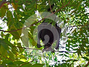 A black flying fox or fruit bat hanging upside down in a tree. Darwin NT Australia