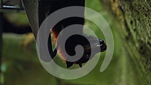 Black flying fox hanging upside down in its usual habitat in a forest