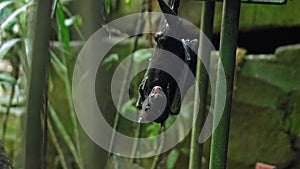 Black flying fox hanging upside down in its usual habitat in a forest