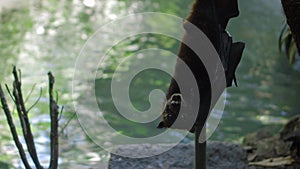 Black flying fox hanging upside down in its usual habitat in a forest