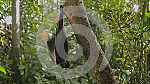 A black flying fox hangs upside down holding on to a tree in its usual habitat