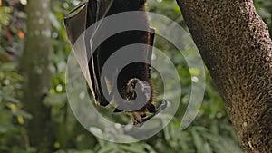 A black flying fox hangs upside down holding on to a tree in its usual habitat