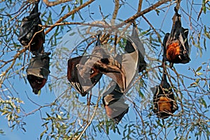 Black flying foxes hanging in a tree, Nitmiluk National Park, Northern Territory, Australia