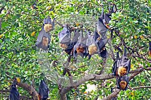 Black flying foxes hanging,on tree Thailand