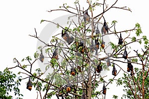 Black flying foxes hanging,on tree Thailand