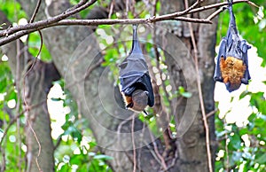 Black flying foxes hanging,on tree Thailand