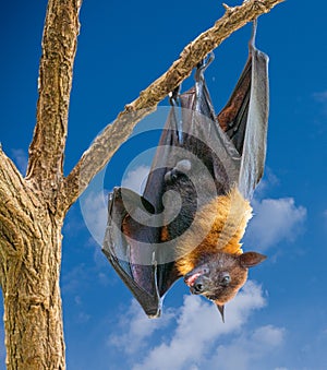 Black flying-foxes Pteropus alecto hanging in a tree. Wilhelma, Struttgart