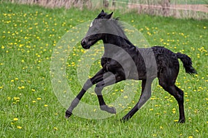 Black foal gallops across the meadow. Warlander, cross between Friesian and Andulusian horse