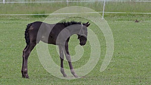 Black foal, kladrubian horse