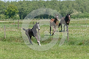 A black foal is trotting in the pasture. Horses gallop in background