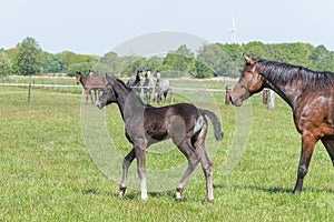 A black foal is trotting in the pasture, other horses are watching