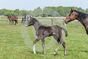 A black foal is trotting in the pasture, other horses are watching. Mare head