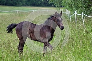 Black foal. Young horse on pasture