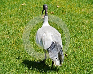 Black foliage on the back of a white ibis