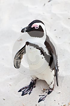 Black-footed african penguin in close up