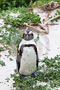 Black-footed african penguin in close up