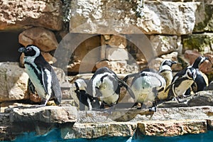 Black-footed African penguins. Flightless sea-birds with many small feathers and strong wings