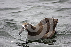 Black-Footed Albatross (Diomedea nigripes) photo