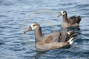 The black-footed albatross (Diomedea or Phoebastria nigripes) in Japan photo