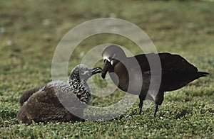 Black-Footed Albatross (Phoebastria nigripes) feeding nestling photo