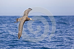 Black-footed Albatross, Phoebastria nigripes in flight photo