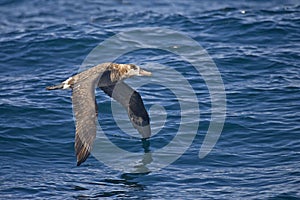 Black-footed Albatross, Phoebastria nigripes flying above the wa photo