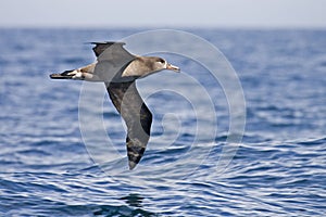 Black-footed Albatross, Phoebastria nigripes gliding above the s photo