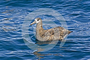 The Black-footed Albatross, Phoebastria nigripes resting on the sea photo