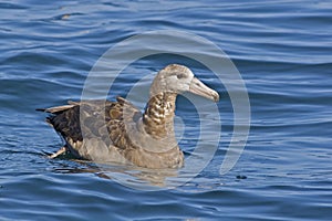 Black-footed Albatross, Phoebastria nigripes on the sea photo