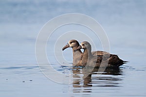 Black-Footed Albatrosses near Grays Canyon, Washington